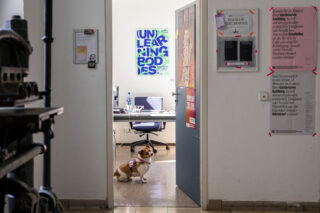 Ein Corgi mit Geschirr sitzt im Türrahmen eines hell erleuchteten Büros, an den Wänden hängen Poster und Papiere.