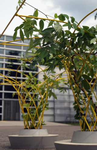 Mehrere Pflanzen mit grünen Blättern wachsen gestützt von gelben Metallstrukturen in runden grauen Pflanzgefäßen im Freien in der Nähe eines modernen Gebäudes mit großen Fenstern.