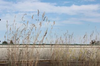 Hohes trockenes Gras im Vordergrund, eine Betonmauer und blauer Himmel mit vereinzelten Wolken im Hintergrund.