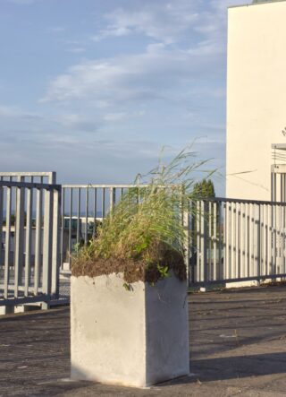 Ein Betonkübel mit überwucherndem Gras steht auf einem Dach in der Nähe eines Metallzauns und eines Gebäudes unter einem teilweise bewölkten Himmel.