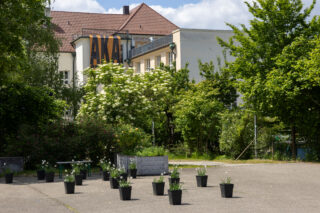 Mehrere Topfpflanzen sind in Reihen auf einer gepflasterten Fläche im Freien angeordnet, mit Bäumen, Sträuchern und Gebäuden im Hintergrund unter einem teilweise bewölkten Himmel.