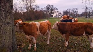 Drei braun-weiße Kühe stehen und grasen auf einer Wiese mit kahlen Bäumen im Hintergrund an einem bewölkten Tag.