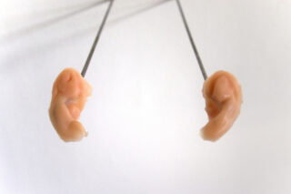 Zwei Metallstangen halten kleine, realistische ohrförmige Objekte aus einem blassen, fleischfarbenen Material vor einem schlichten, hellen Hintergrund.