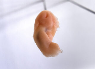 Eine Nahaufnahme eines kleinen, fleischfarbenen Objekts, das einem Ohr ähnelt, hängt an dünnen Drähten vor einem schlichten Hintergrund.