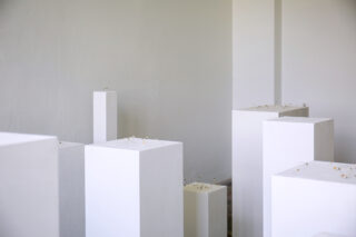 In einem minimalistisch gestalteten Raum stehen mehrere weiße, rechteckige Sockel unterschiedlicher Höhe, auf denen jeweils kleine Blumen stehen.