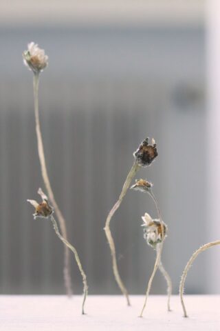 Fünf getrocknete, verwelkte Blumen mit dünnen Stielen heben sich von einem verschwommenen grauen Hintergrund ab.