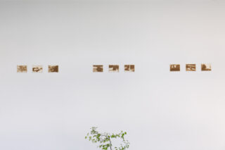 Acht sepiafarbene Fotos sind in gleichmäßigen Abständen an einer weißen Wand über einer kleinen grünen Pflanze angebracht, die am unteren Bildrand teilweise zu sehen ist.